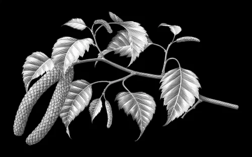 Ветка березы 047